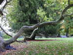 Kalheupinkpark